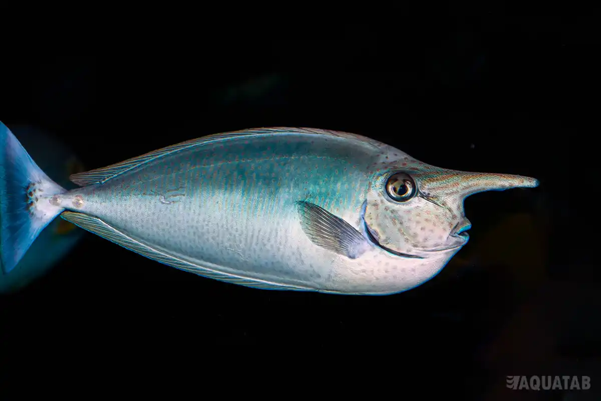 Fotografie druhu Naso brevirostris