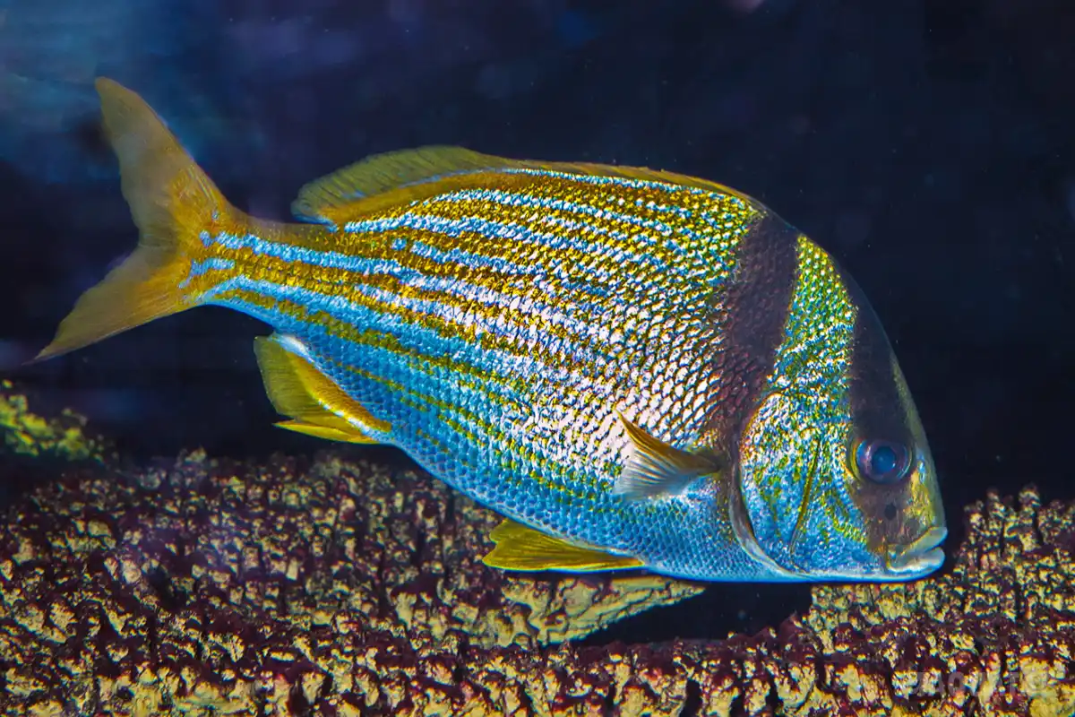 Fotografie druhu Anisotremus virginicus