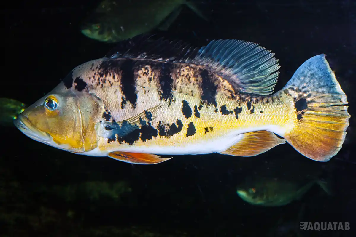 Fotografie druhu Cichla monoculus