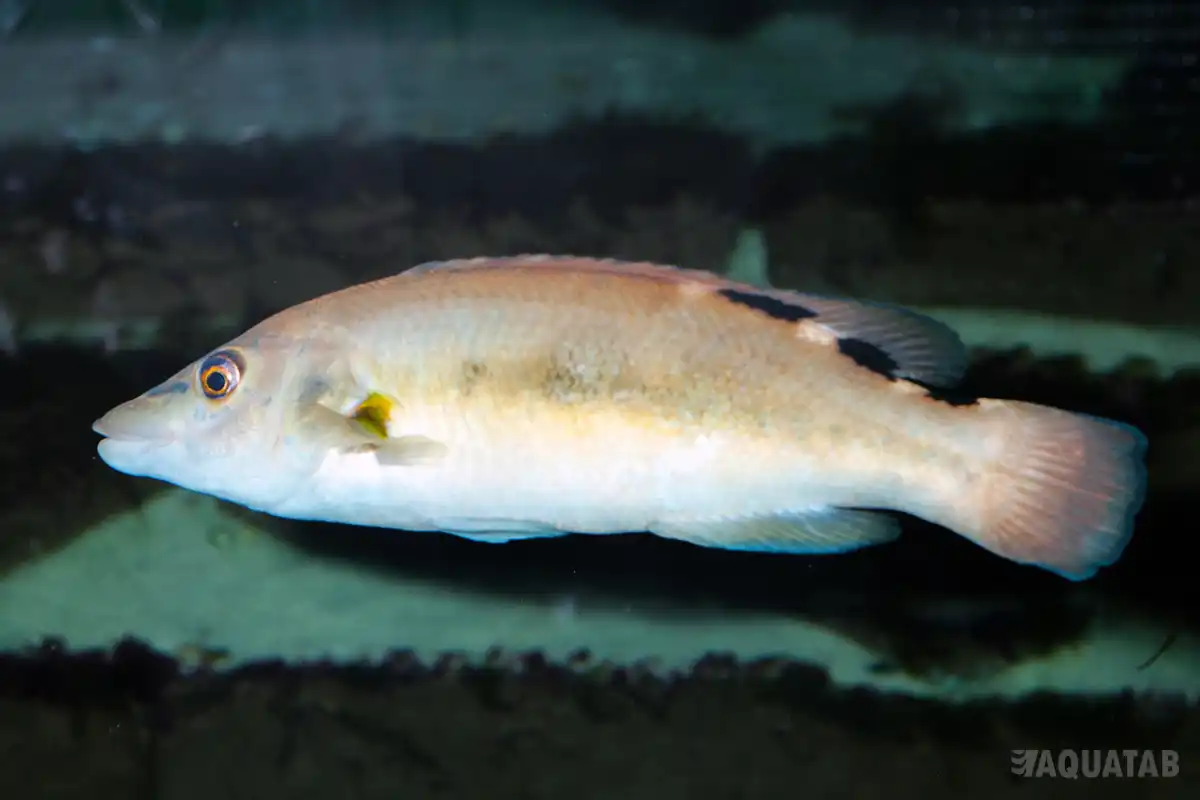 Fotografie druhu Labrus mixtus