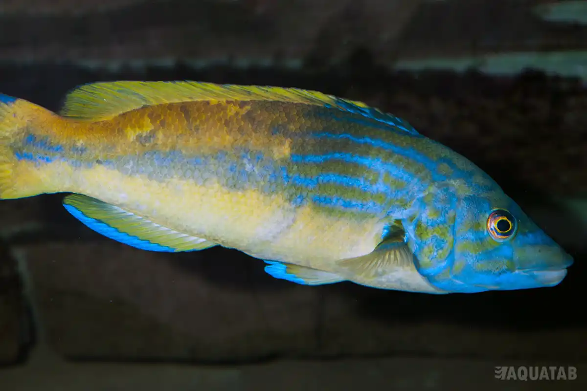 Fotografie druhu Labrus mixtus