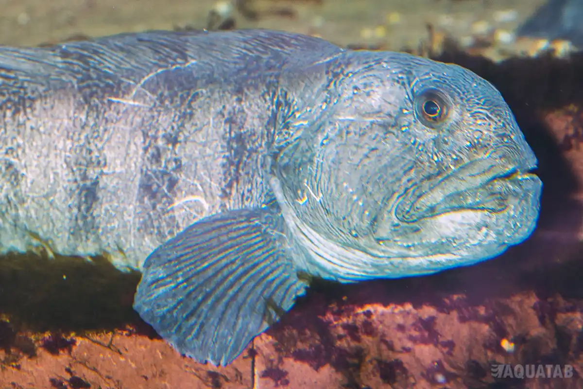 Fotografie druhu Anarhichas lupus