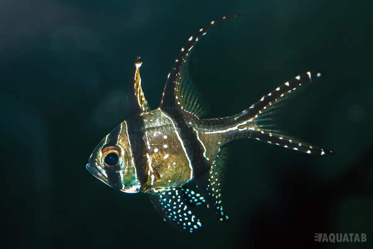 Fotografie druhu Pterapogon kauderni