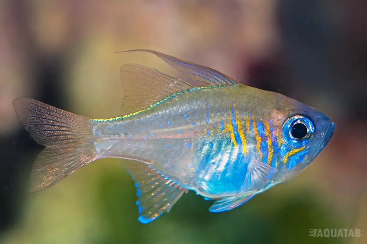 Fotografie druhu Zoramia leptacanthus