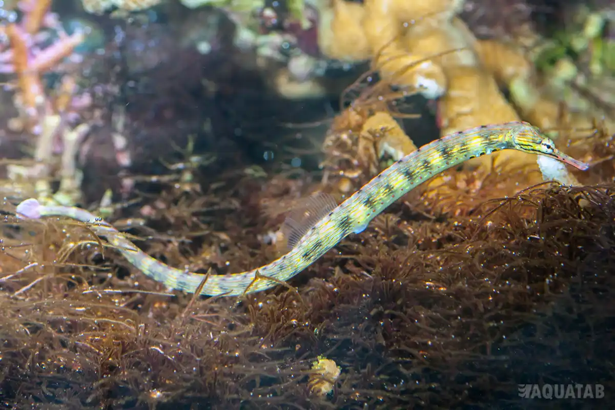 Fotografie druhu Corythoichthys haematopterus