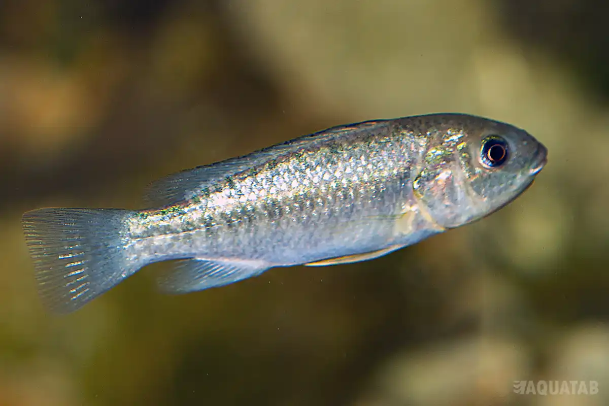 Fotografie druhu Oreochromis alcalicus