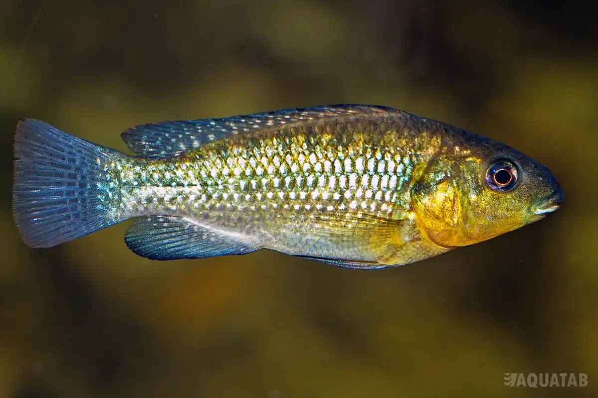 Fotografie druhu Oreochromis alcalicus