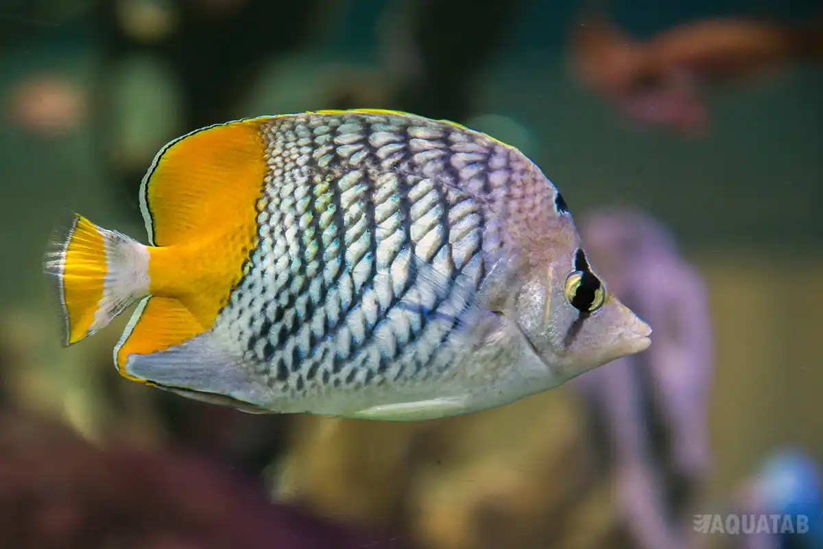 Fotografie druhu Chaetodon madagaskariensis
