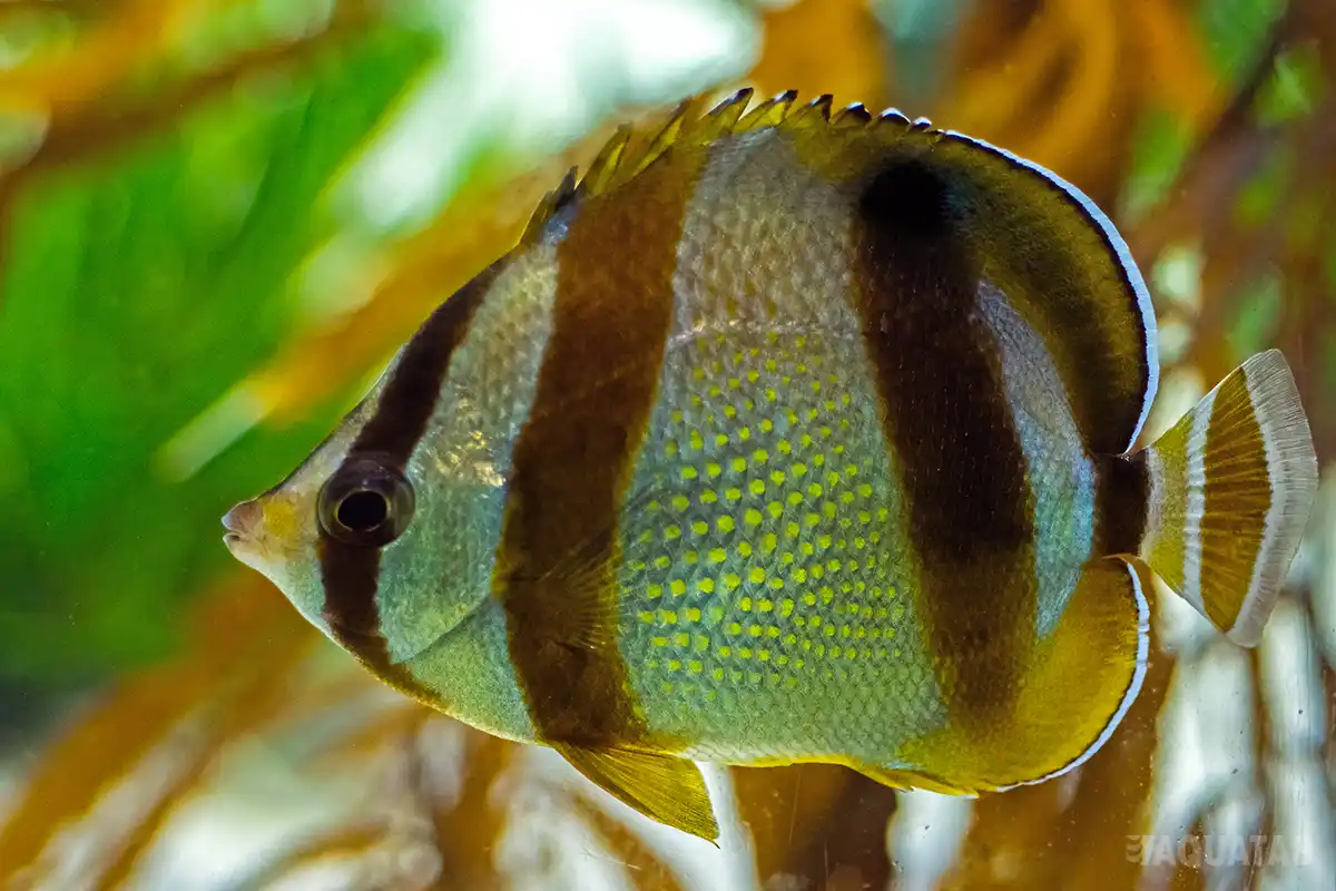 Fotografie druhu Chaetodon marleyi