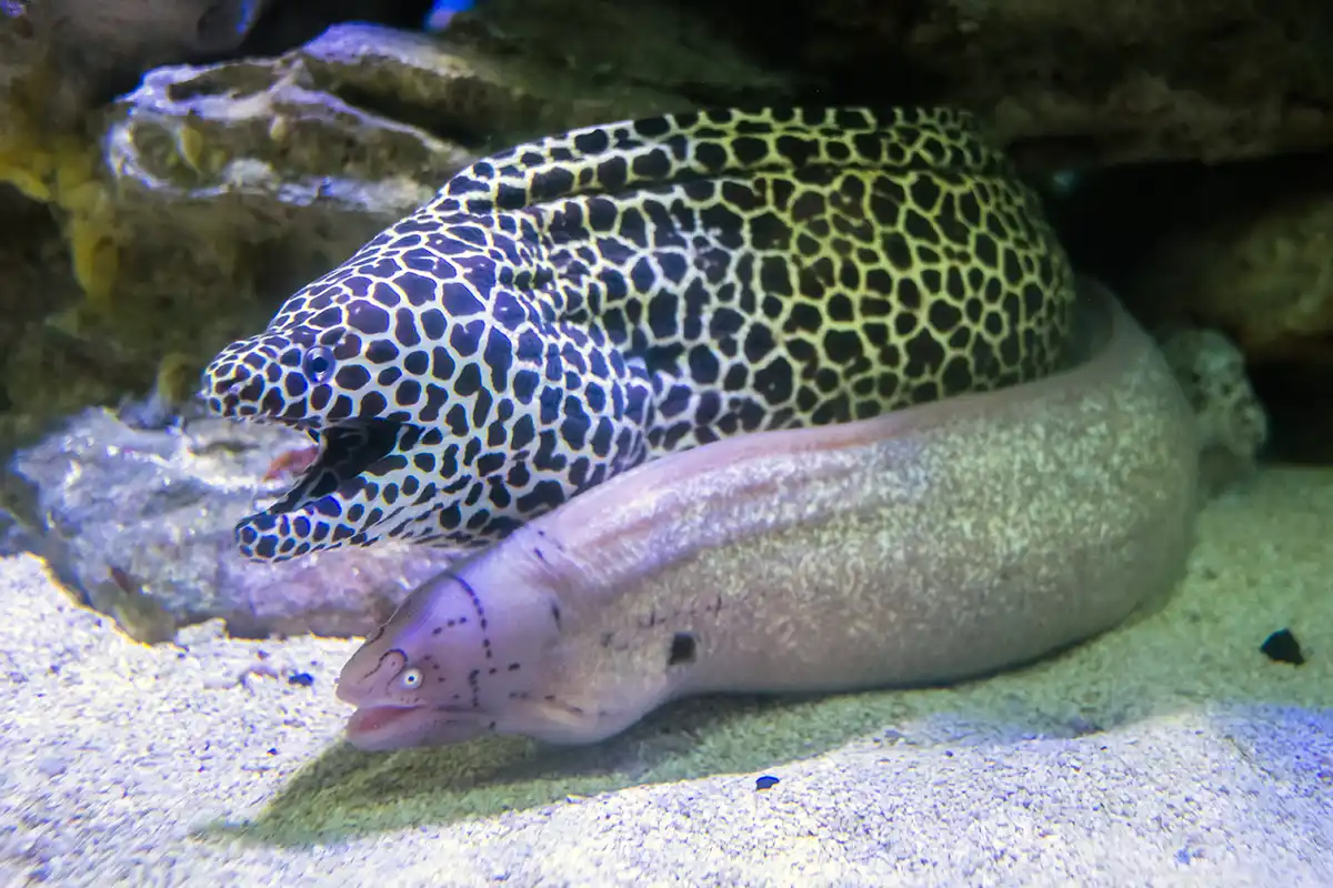 Fotografie druhu Gymnothorax thyrsoideus