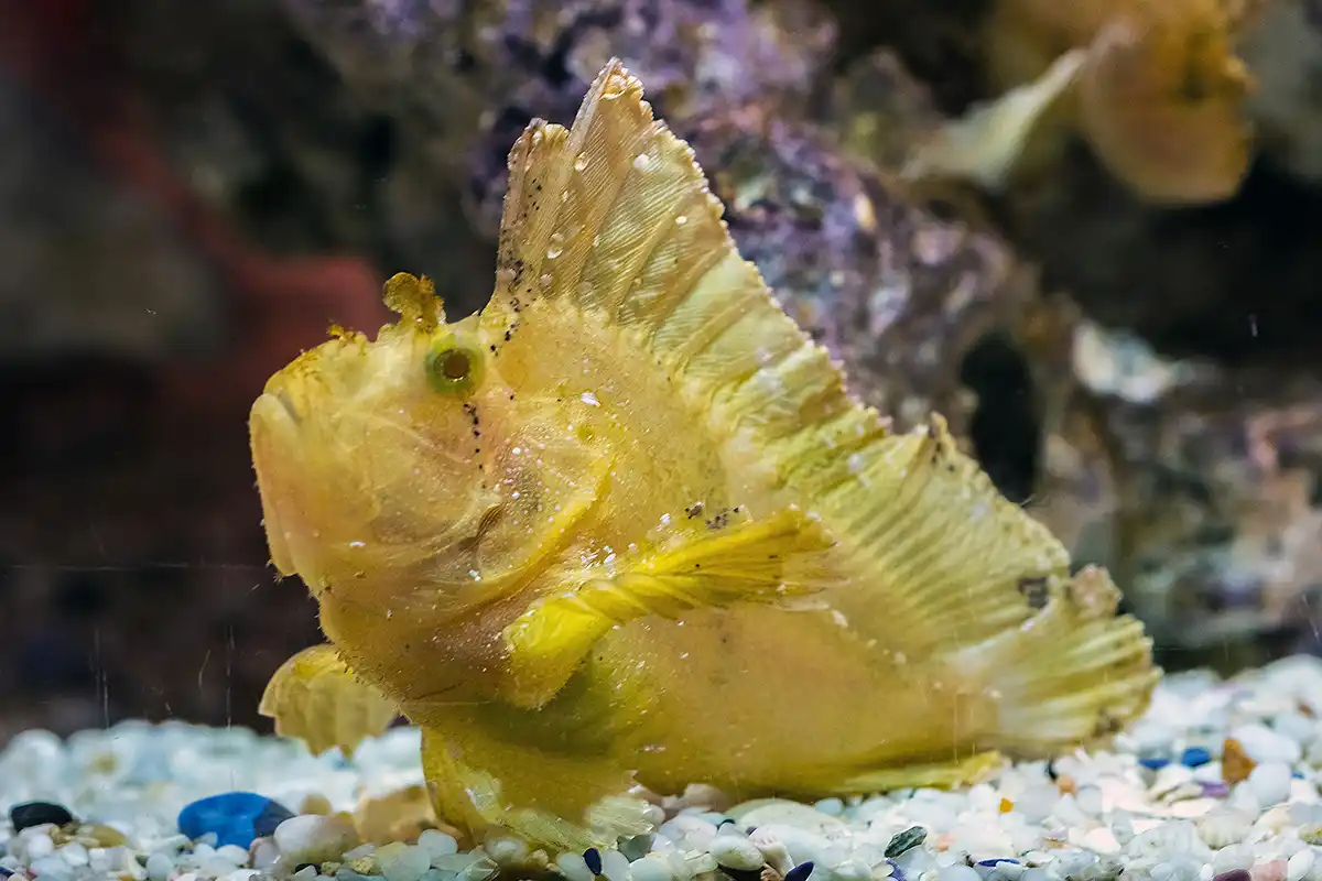 Fotografie druhu Taenianotus triacanthus
