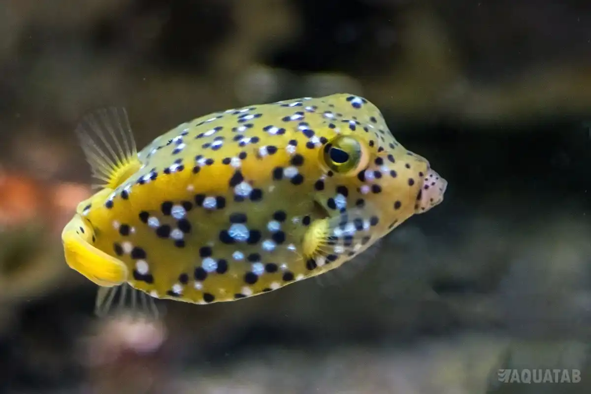 Fotografie druhu Ostracion cubicum