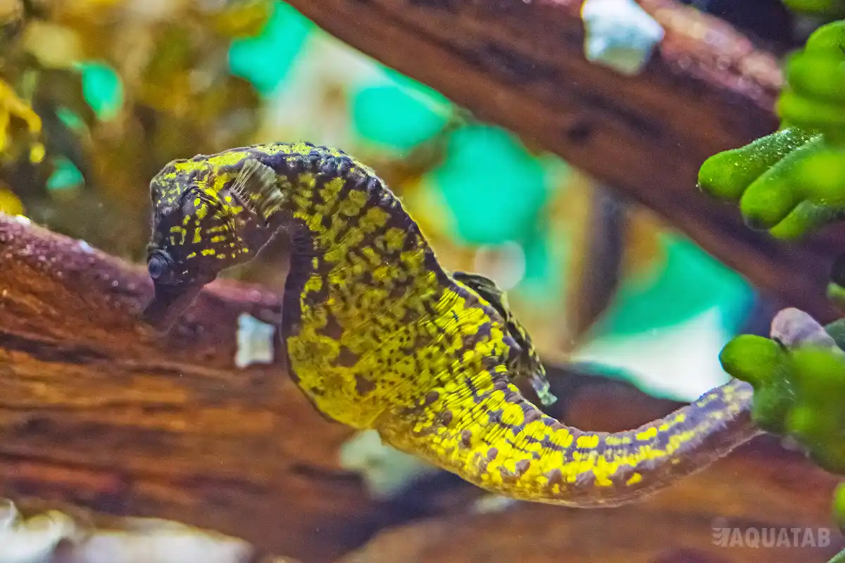 Fotografie druhu Hippocampus capensis