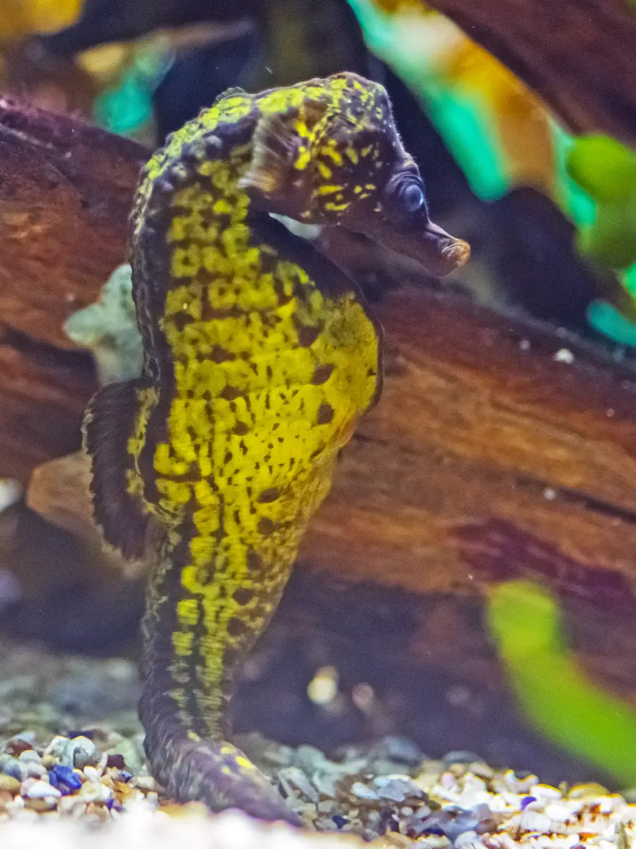 Fotografie druhu Hippocampus capensis