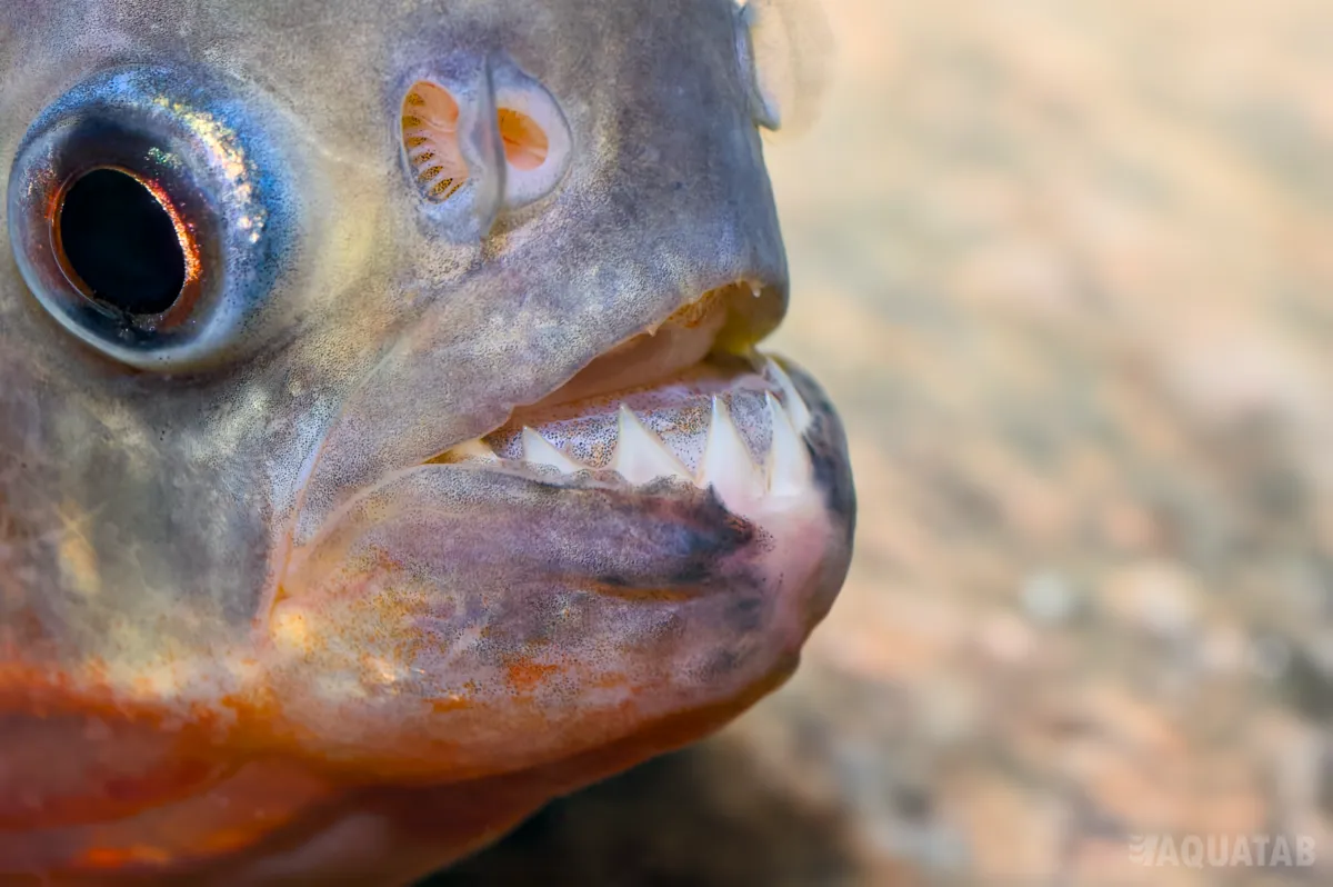 Fotografie druhu Pygocentrus nattereri