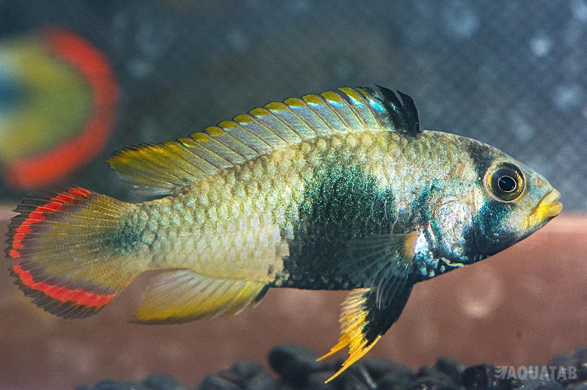 Fotografie druhu Apistogramma panduro