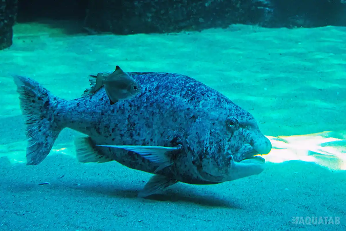 Fotografie druhu Cymatoceps nasutus