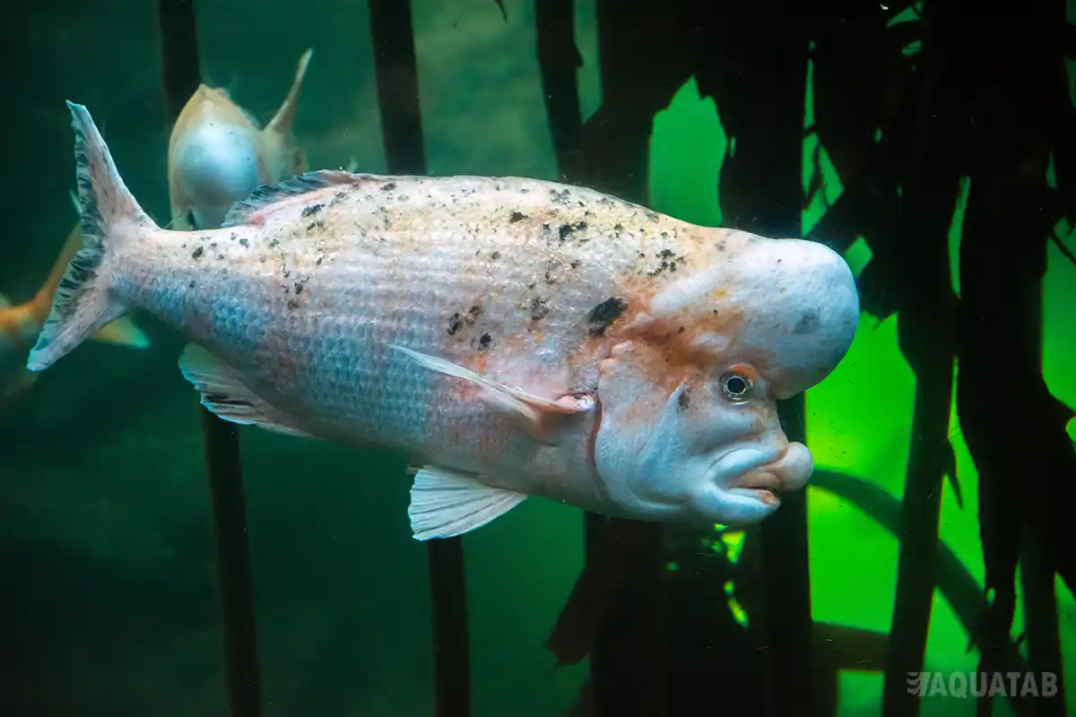 Fotografie druhu Chrysoblephus gibbiceps