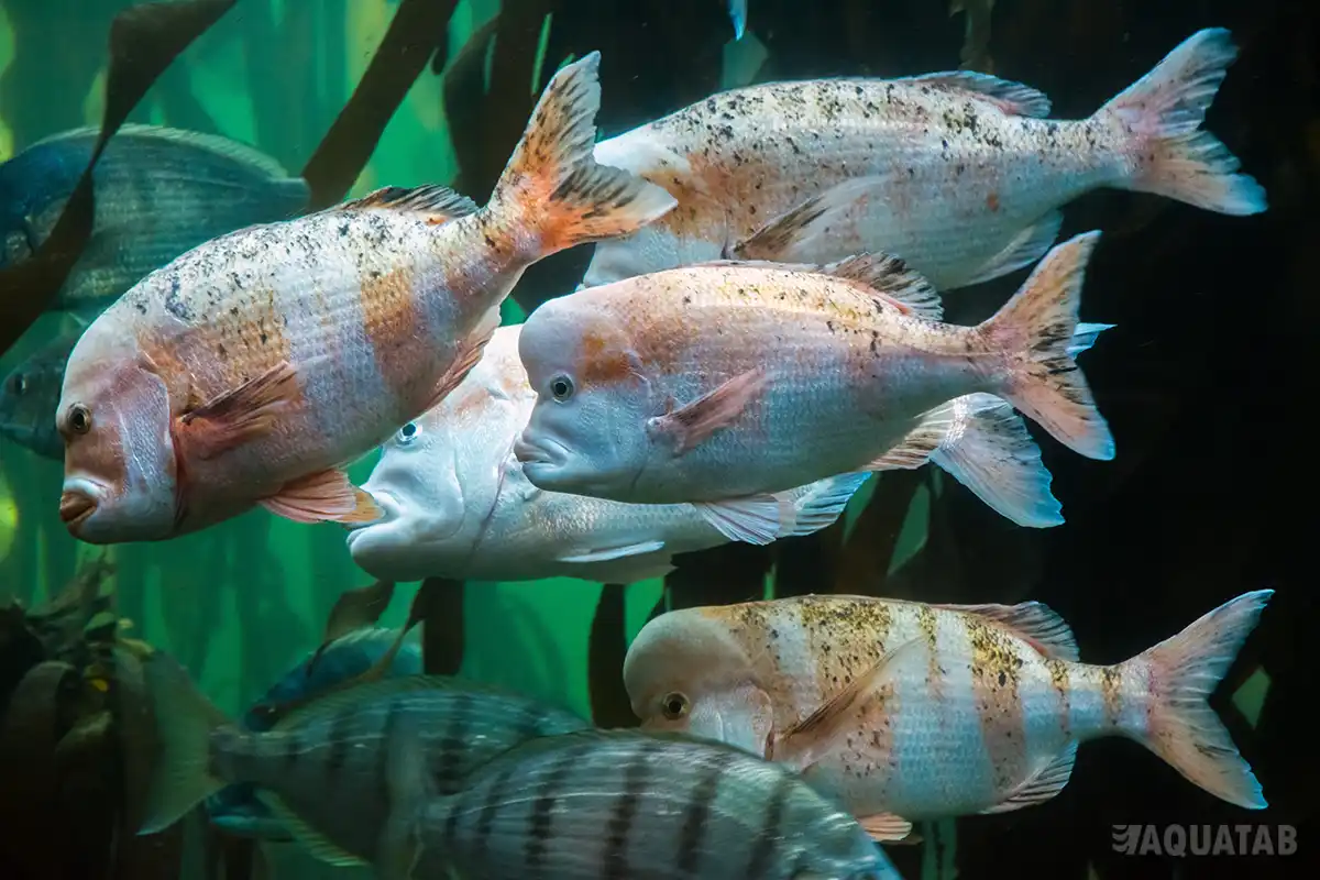 Fotografie druhu Chrysoblephus gibbiceps