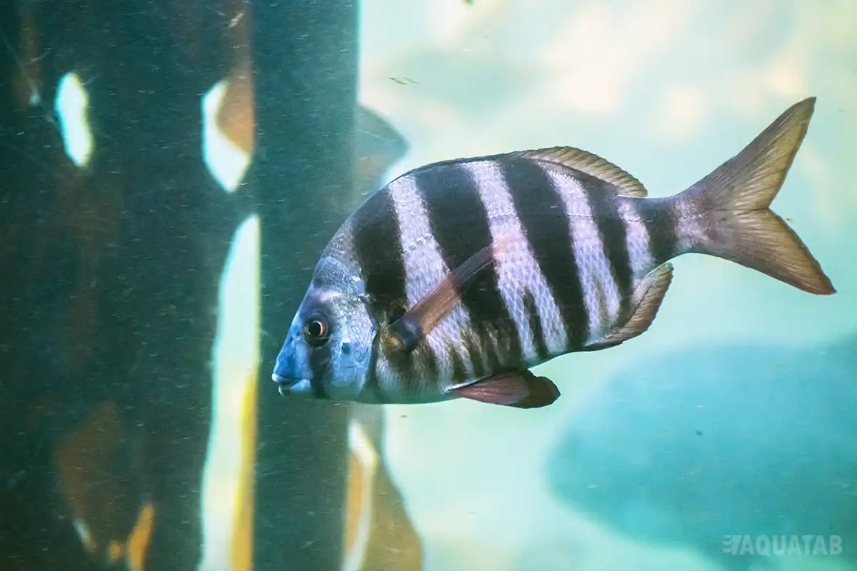 Fotografie druhu Diplodus hottentotus