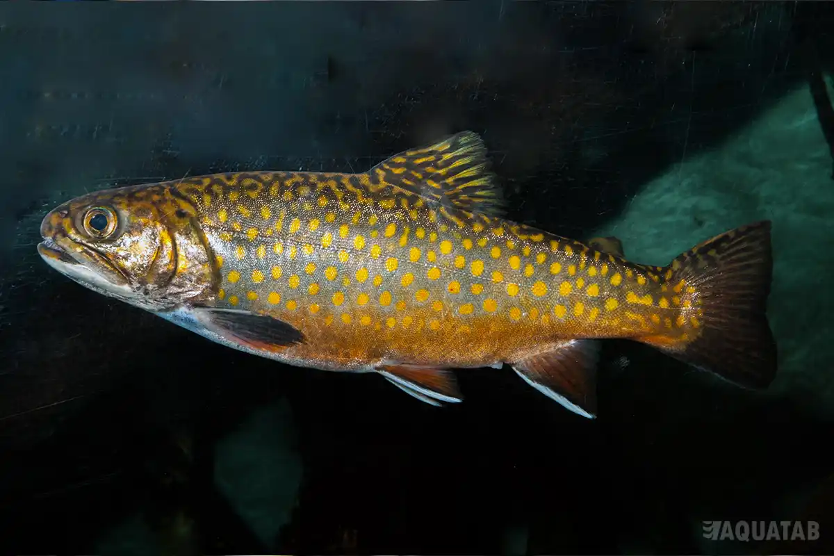 Fotografie druhu Salvelinus fontinalis