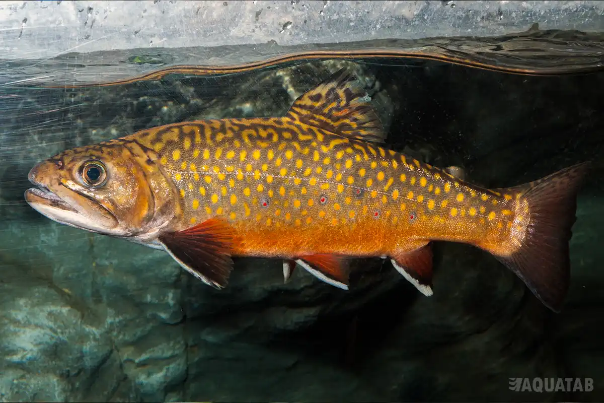 Fotografie druhu Salvelinus fontinalis