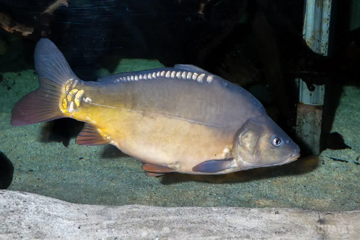 Fotografie druhu Cyprinus carpio