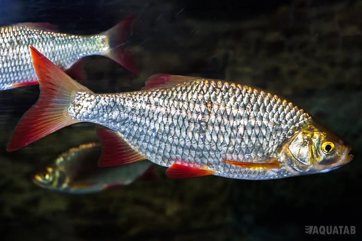Fotografie druhu Scardinius erythrophthalmus