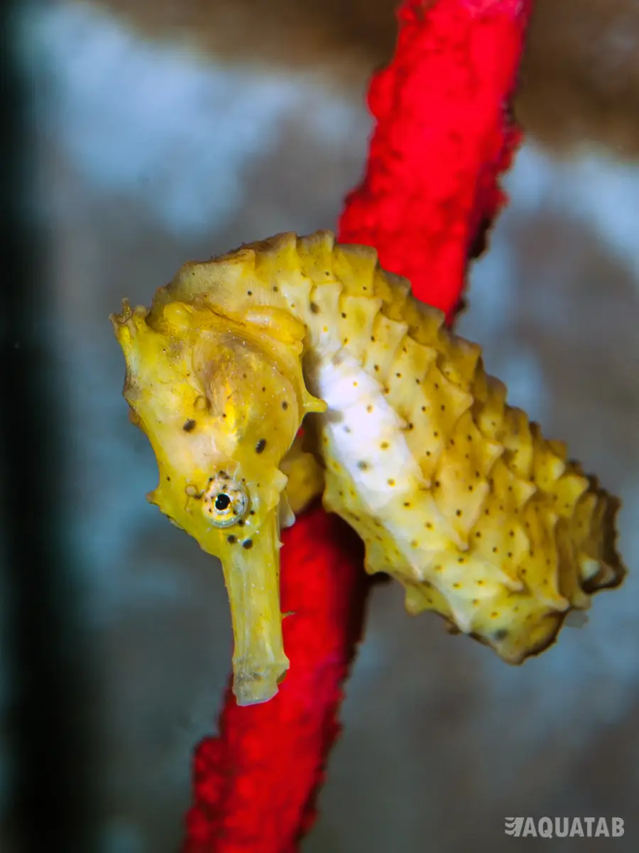 Fotografie druhu Hippocampus kuda