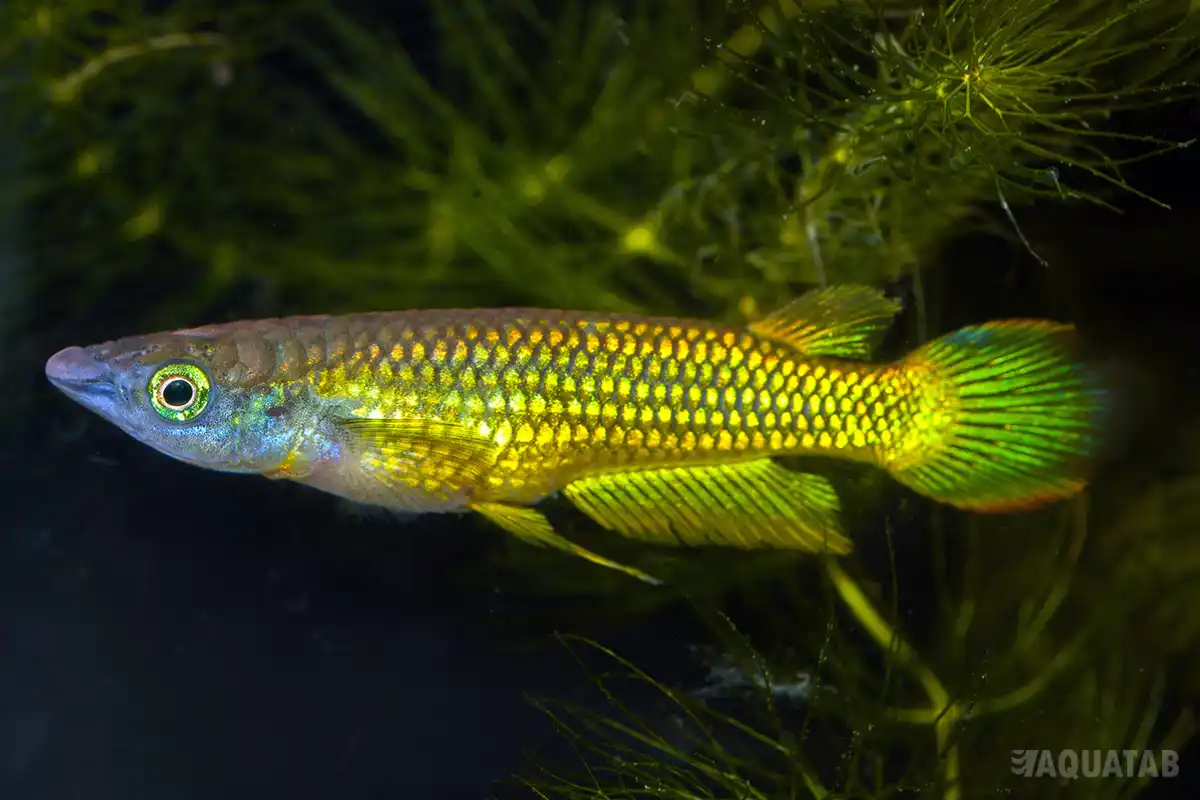 Fotografie druhu Aplocheilus lineatus