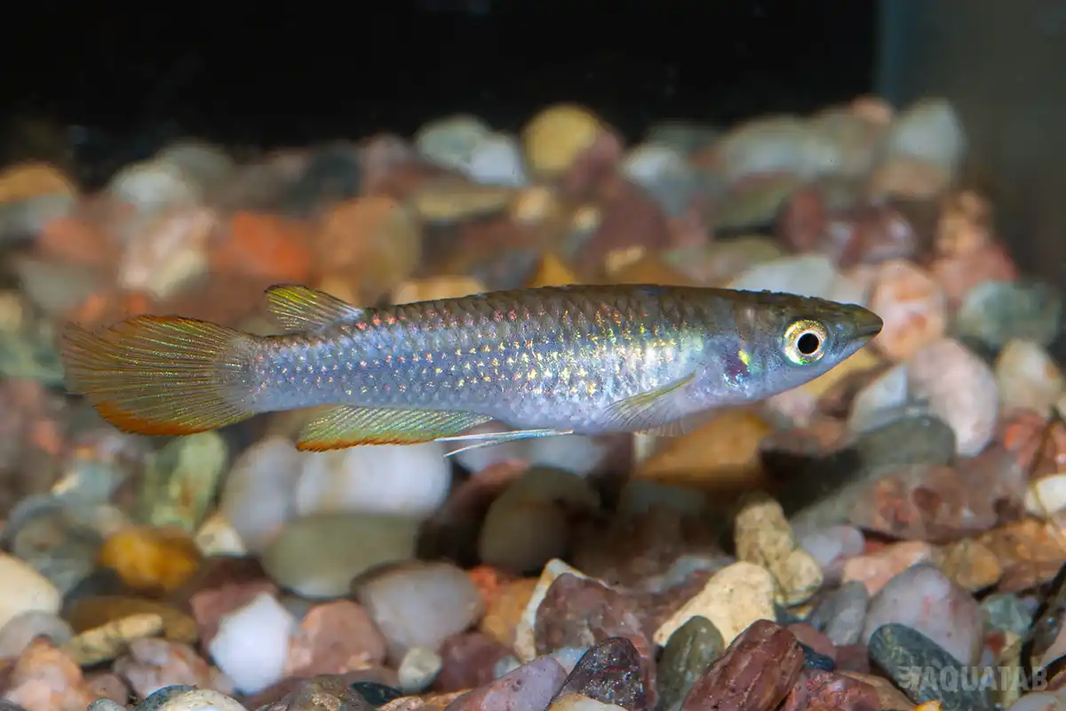 Fotografie druhu Aplocheilus lineatus