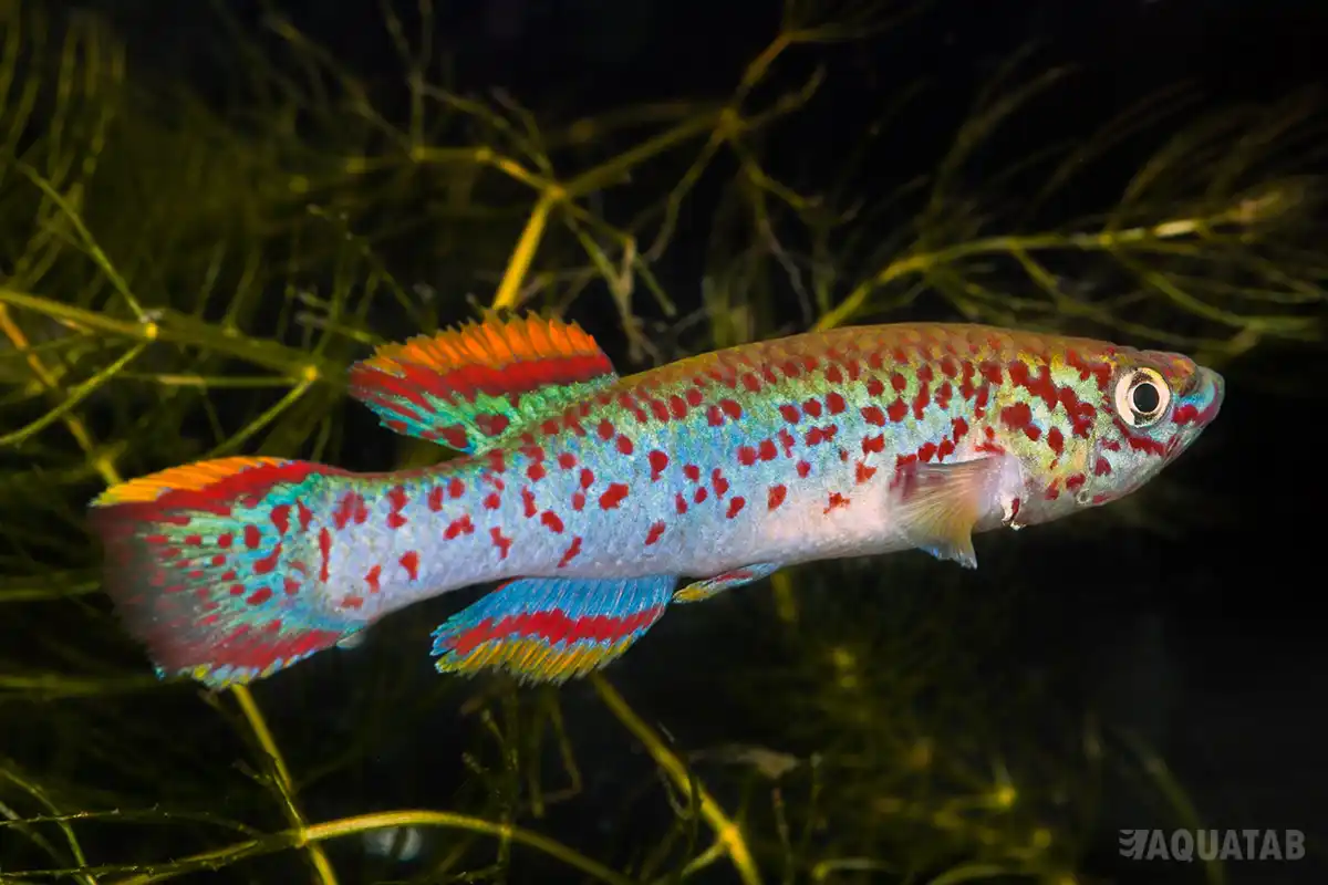 Fotografie druhu Fundulopanchax gardneri