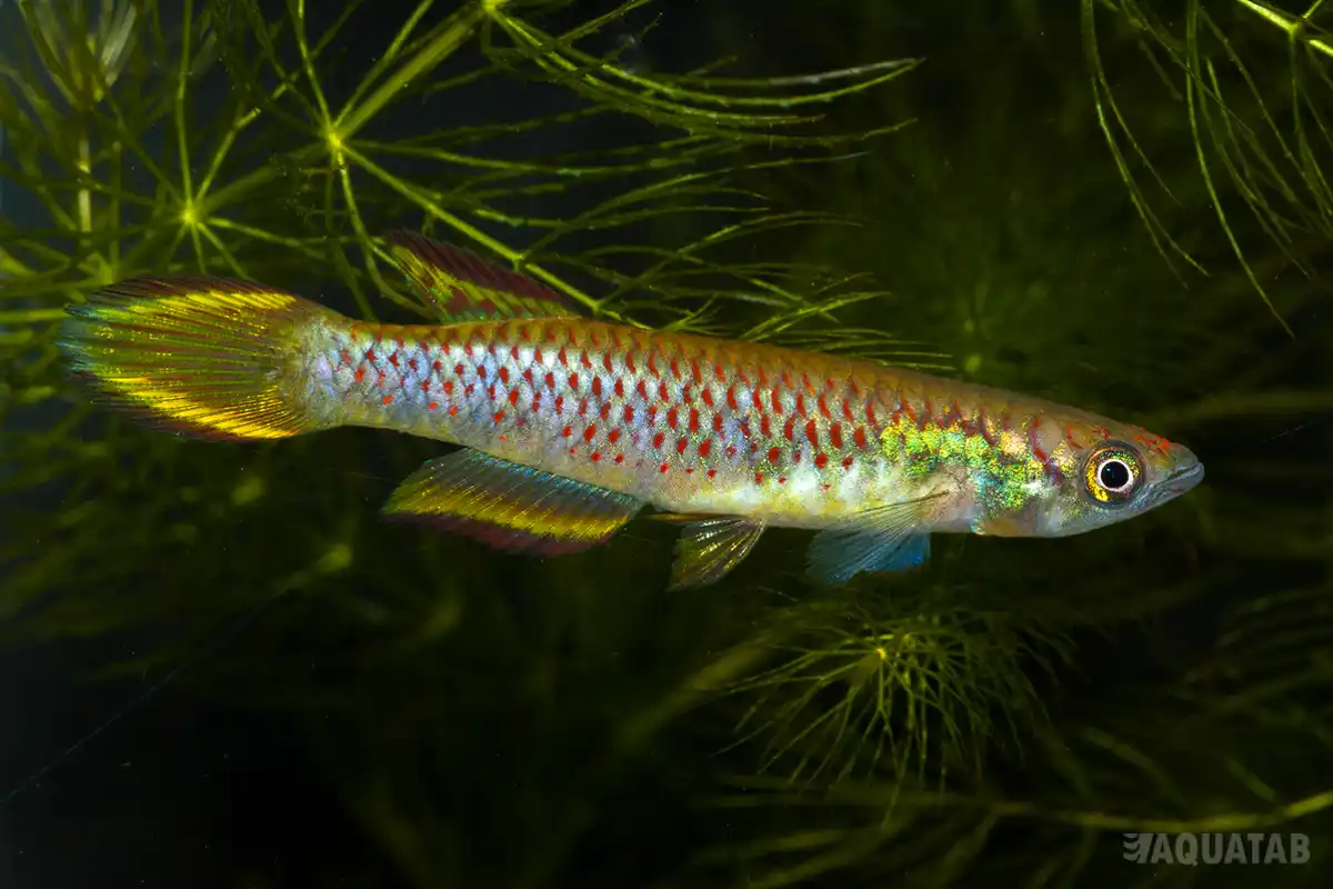 Fotografie druhu Epiplatys infrafasciatus
