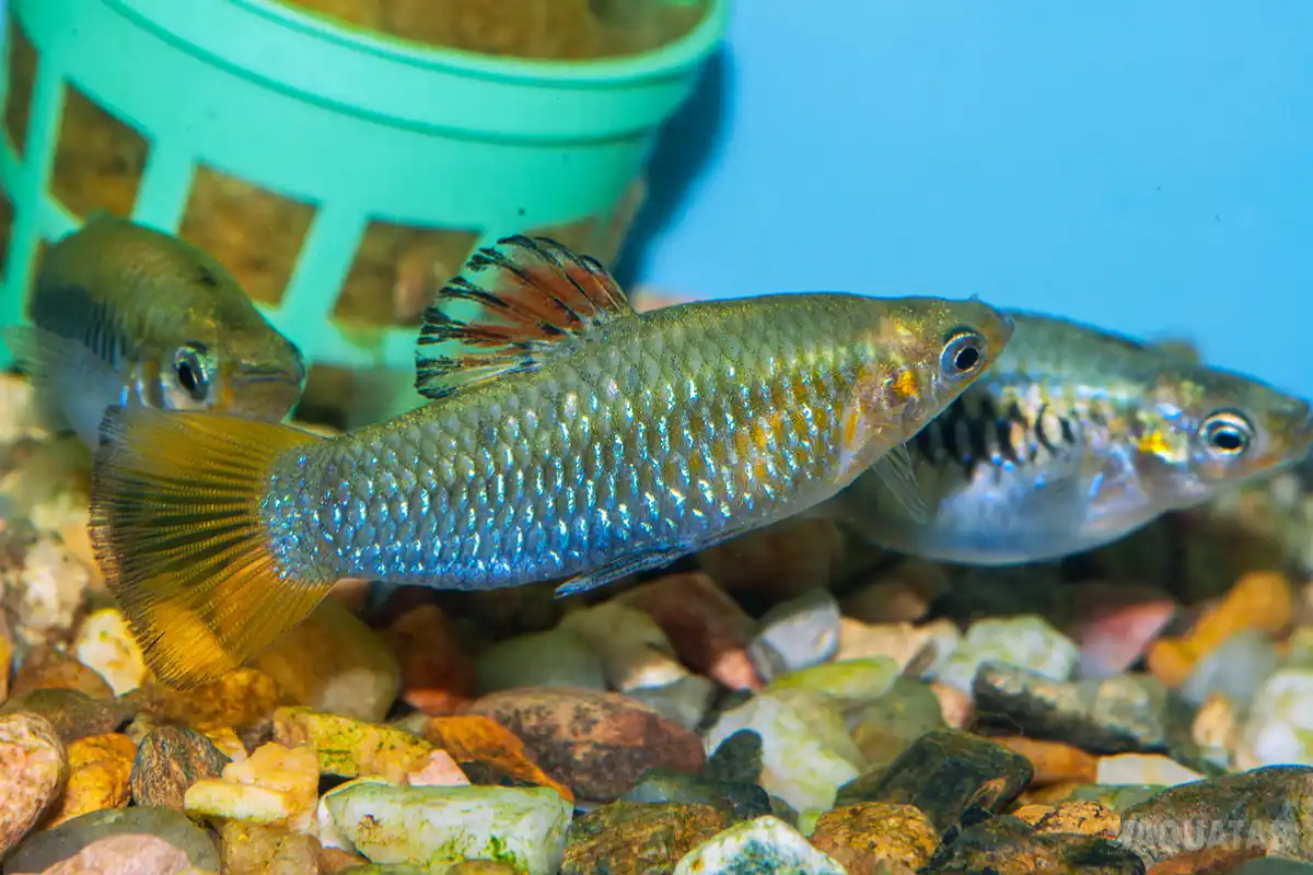 Fotografie druhu Poecilia perugiae