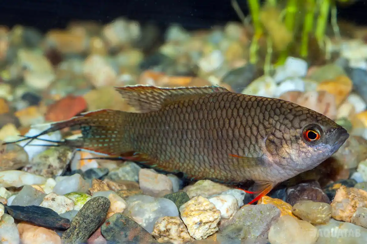Fotografie druhu Macropodus spechti