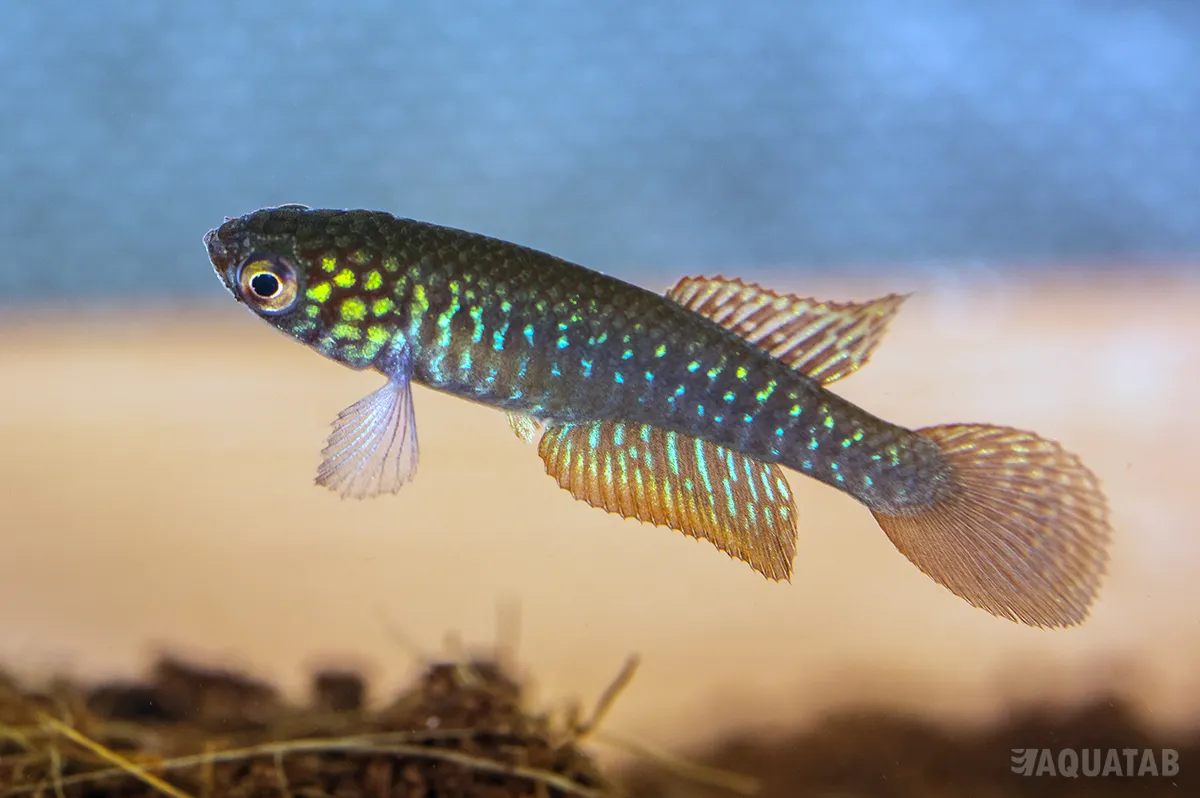 Fotografie druhu Nematolebias catimbau Sampaio Correia G 1/15