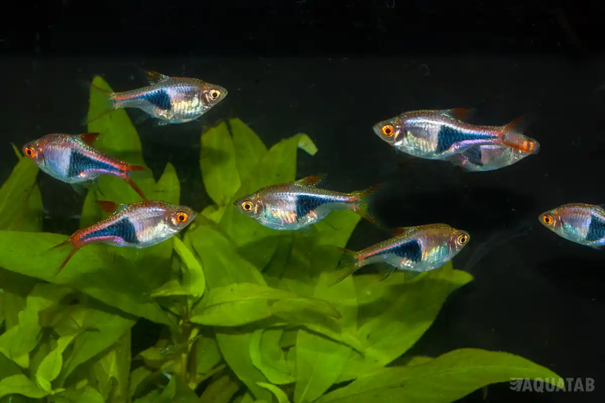 Fotografie druhu Trigonostigma heteromorpha
