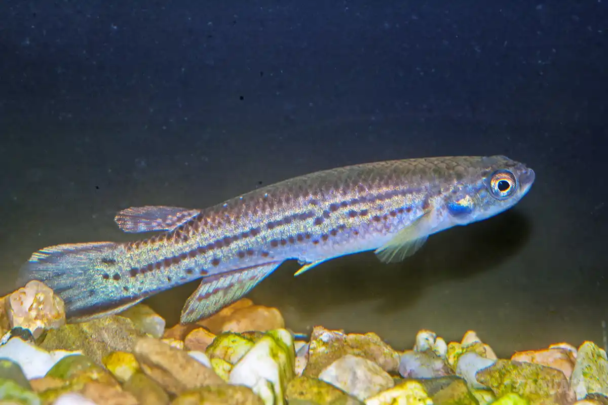 Fotografie druhu Cynodonichthys brunneus