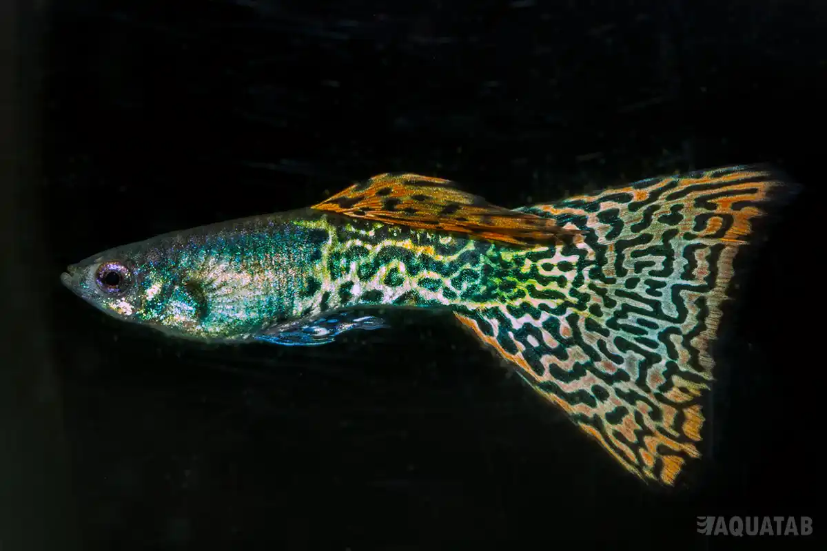 Fotografie druhu Poecilia reticulata