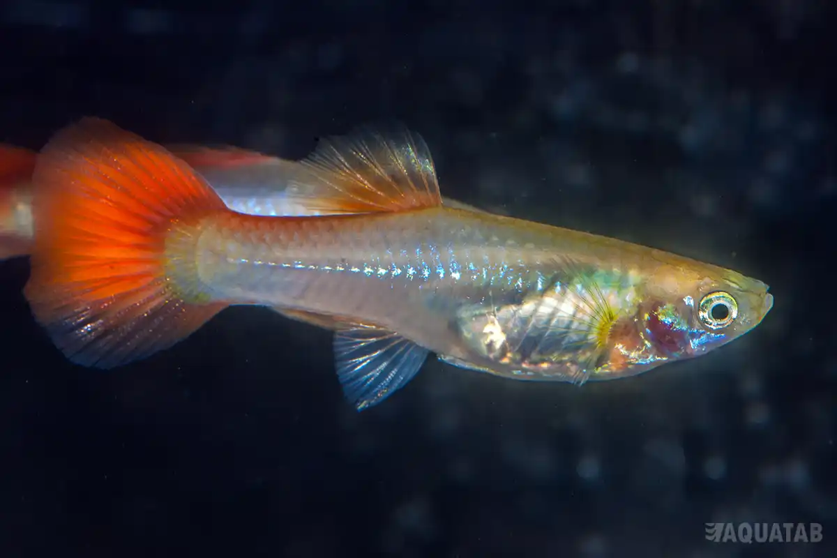 Fotografie druhu Poecilia reticulata