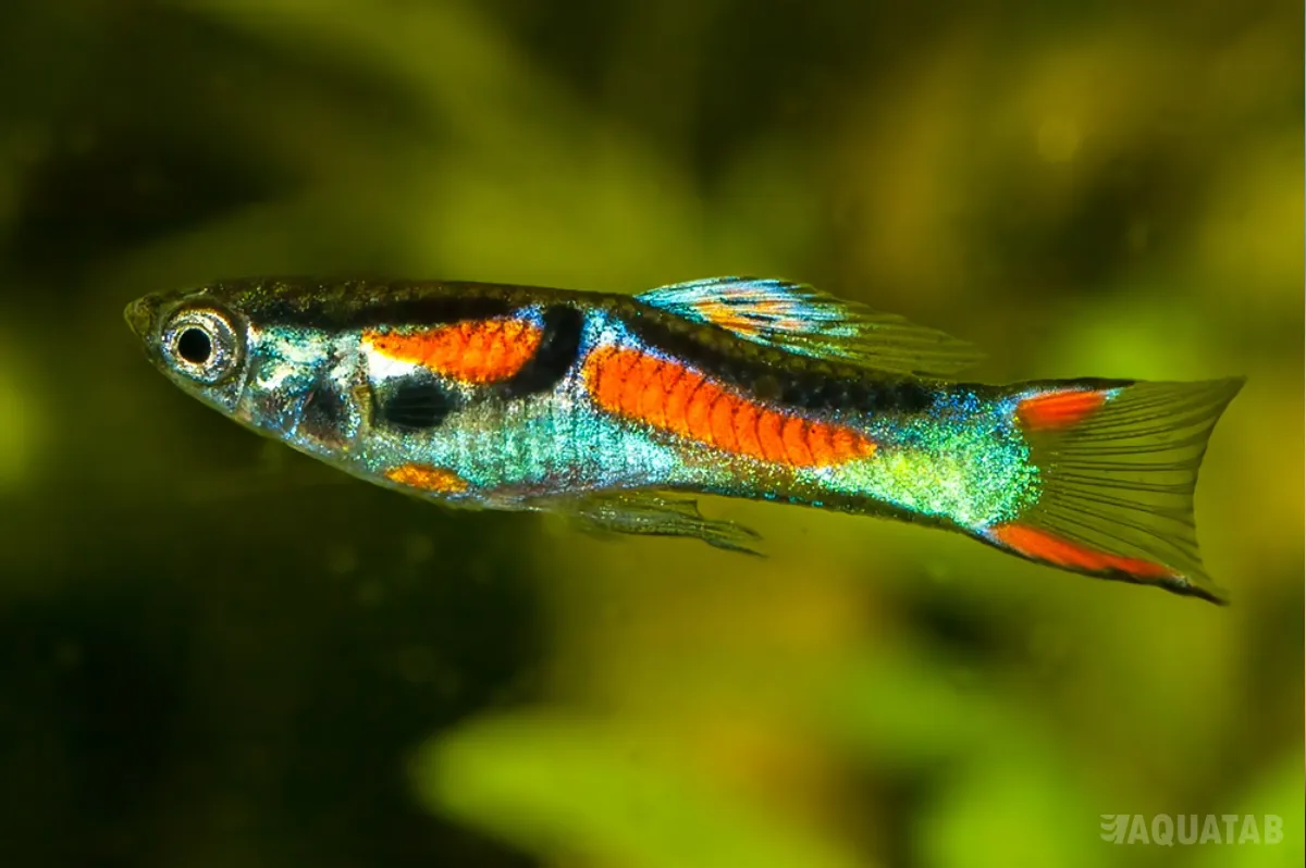 Fotografie druhu Poecilia wingei Laguna de los Patos north