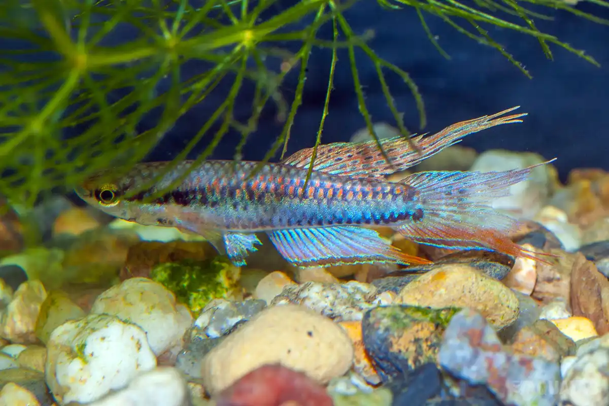 Fotografie druhu Aphyosemion bivittatum