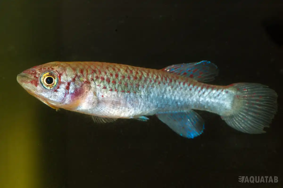 Fotografie druhu Fundulopanchax walkeri