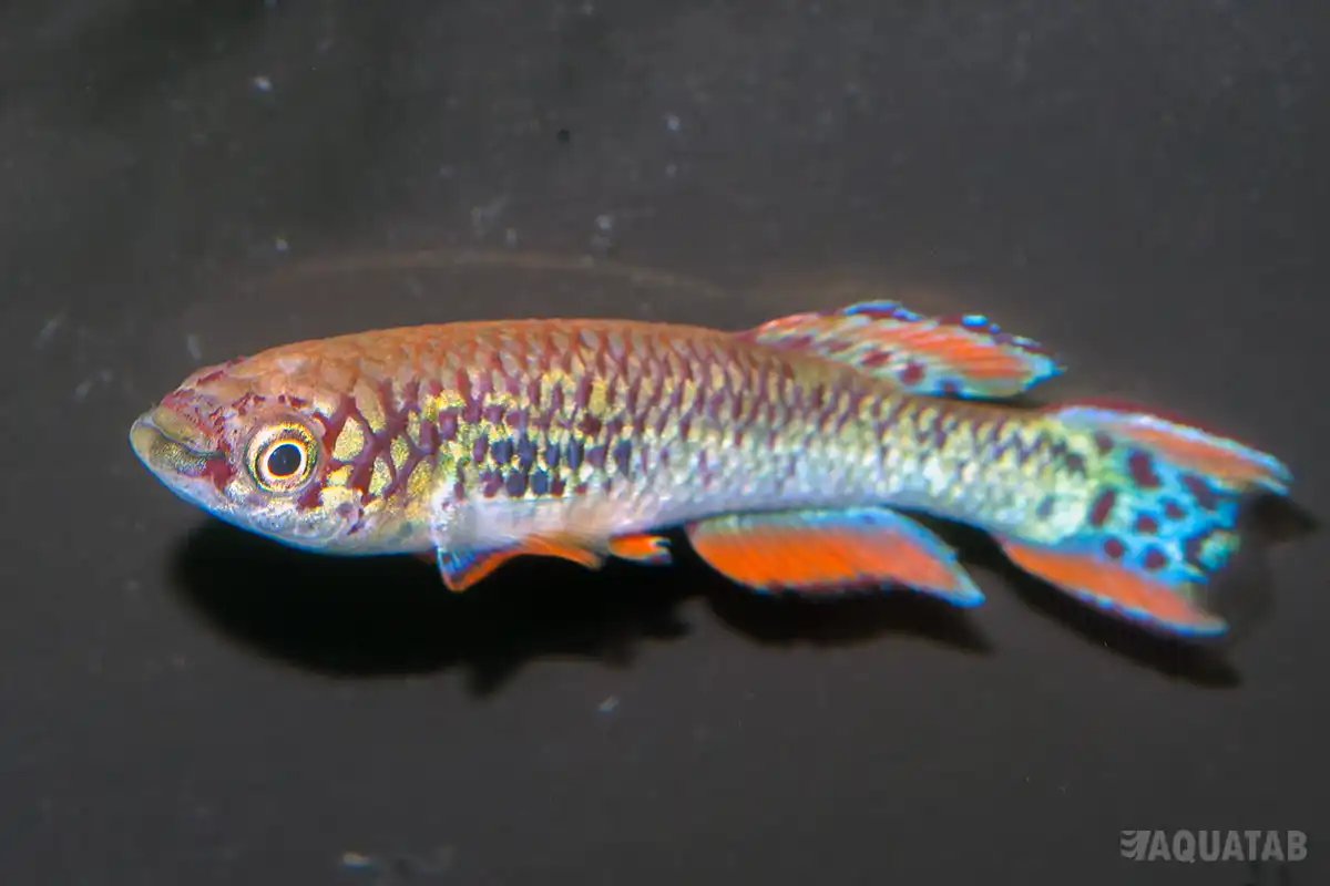 Fotografie druhu Fundulopanchax walkeri
