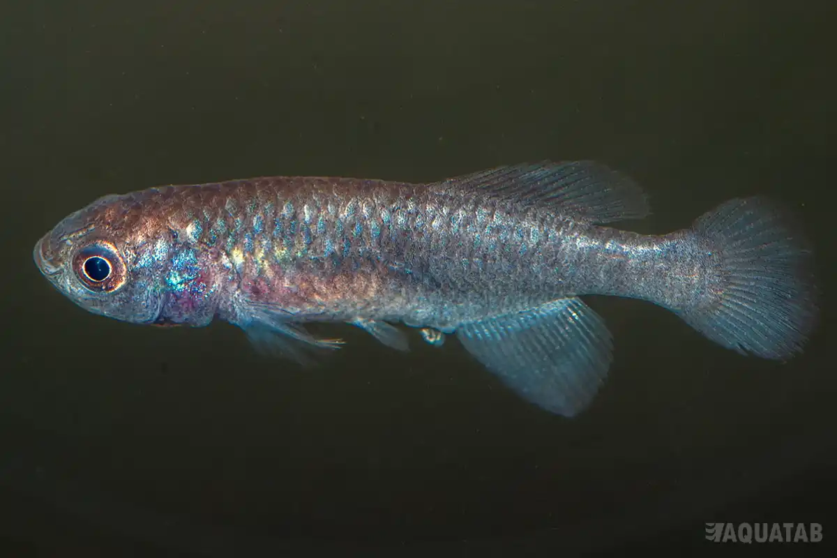 Fotografie druhu Nothobranchius kafuensis