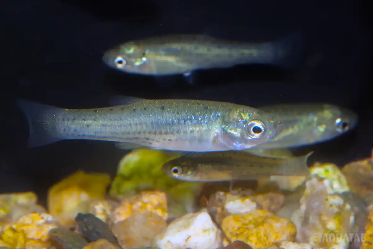 Fotografie druhu Jenynsia lineata