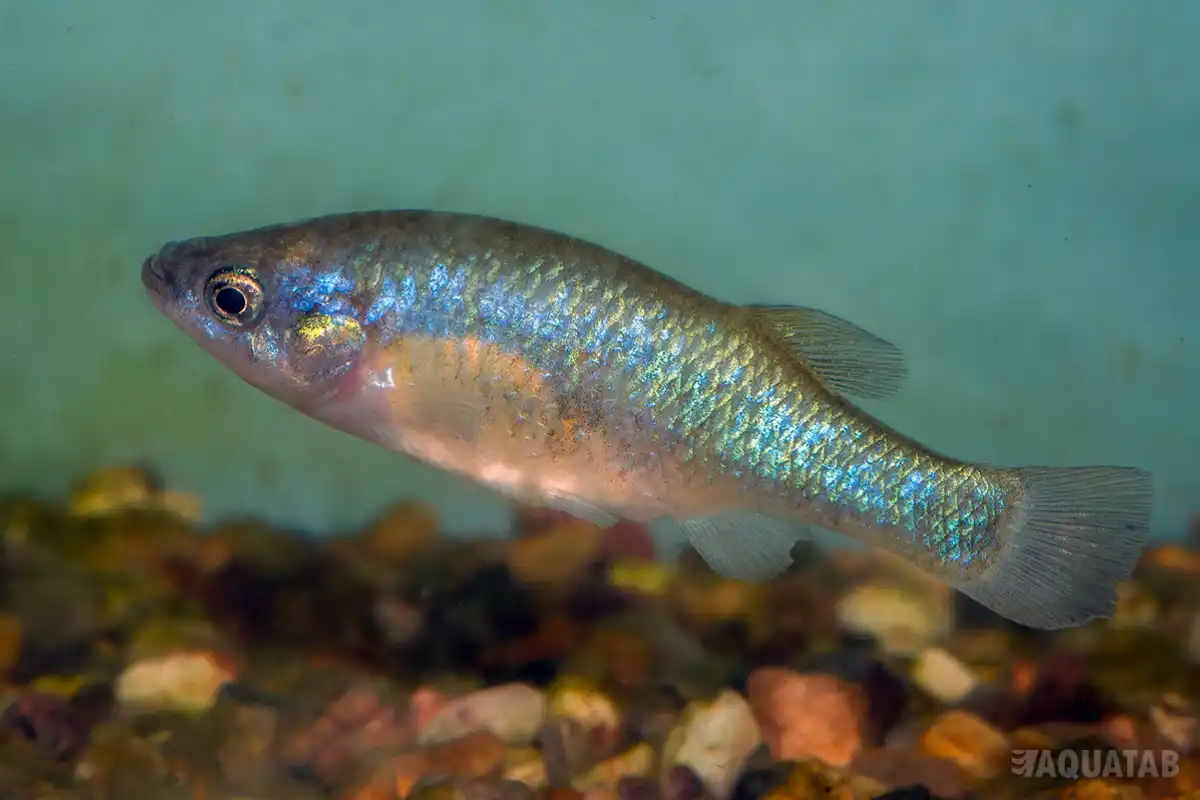 Fotografie druhu Xenoophorus captivus