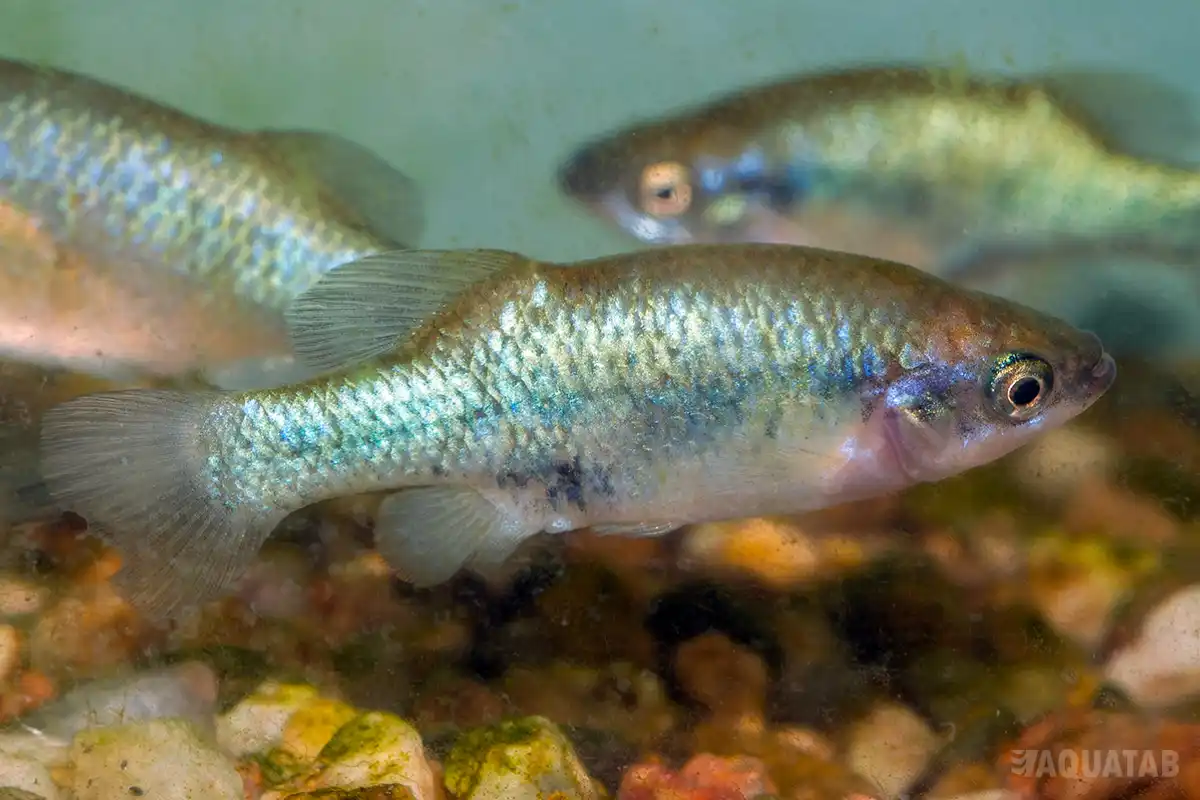 Fotografie druhu Xenoophorus captivus
