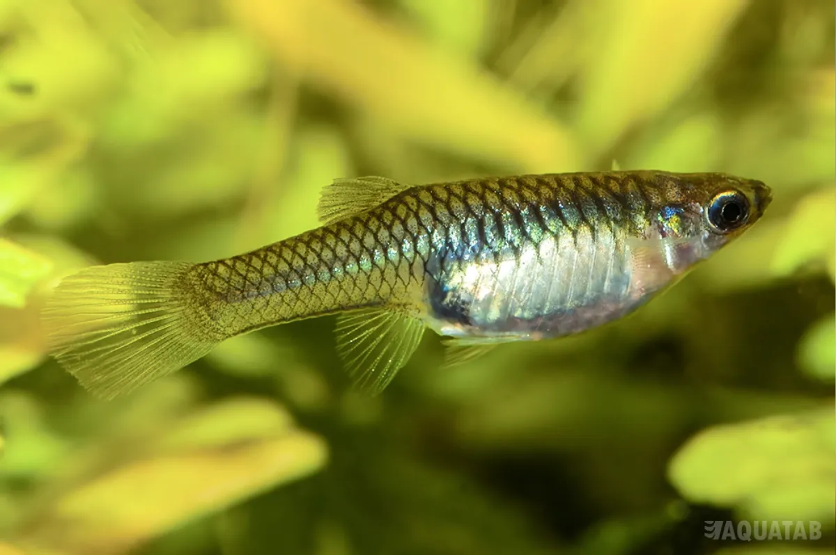 Fotografie druhu Poecilia wingei Laguna de los Patos north