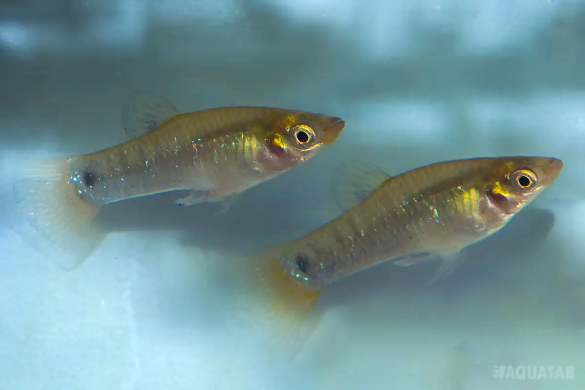 Fotografie druhu Poecilia melanogaster